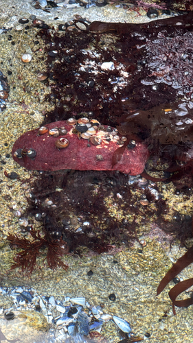 Cryptochiton stelleri observed 2026-10-25