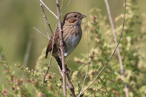 Lincoln's Sparrow