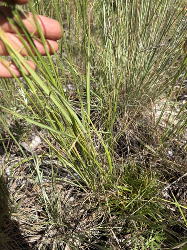 Anthosachne scabra observed 2026-10-26