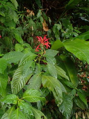 Pachystachys coccinea