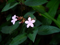 Sipanea wilson-brownei