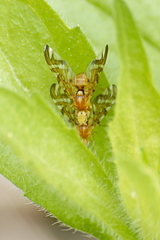 Strauzia longipennis