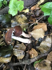 Psathyrella rugocephala