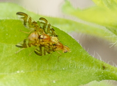 Strauzia longipennis