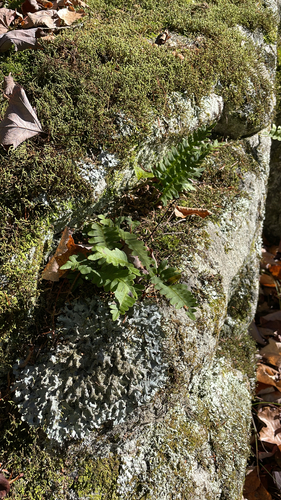 Polypodium virginianum observed 2026-10-25