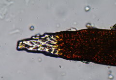 Grimmia ovalis
