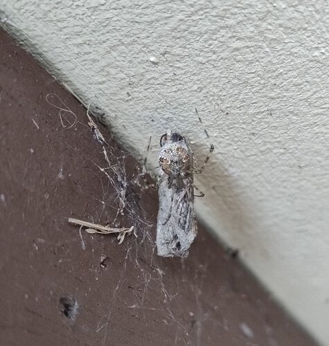 Theridion observed 2026-10-26