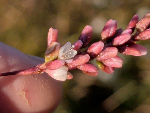 Persicaria glabra observed 2026-10-25
