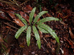 Adiantum cajennense