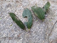 Diospyros rosei