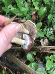 Psathyrella rugocephala
