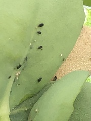 Aphis sedi