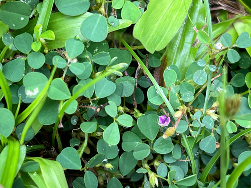 Grona triflora observed 2026-10-26