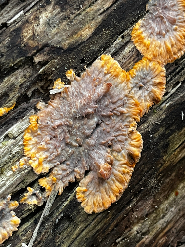 Phlebia radiata observed 2026-10-25