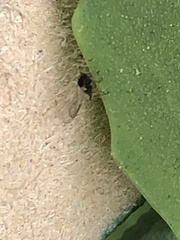 Aphis sedi
