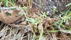 Claytonia parviflora viridis