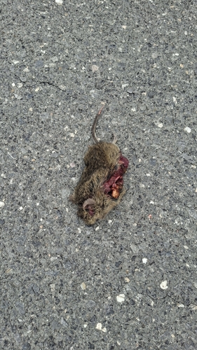 Hispid Cotton Rat