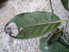 Diospyros rosei