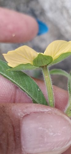 Ludwigia octovalvis observed 2026-10-25
