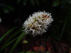 Rhynchospora cephalotes