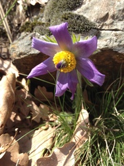 Pulsatilla montana
