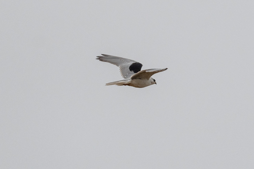 White-tailed Kite