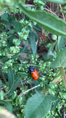 Mylabris quadripunctata