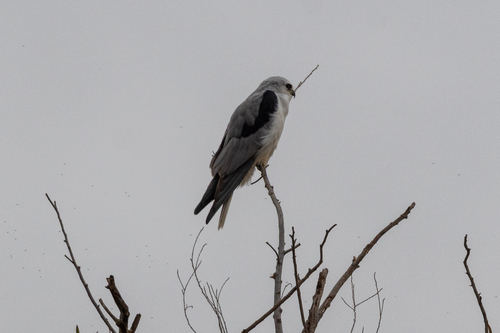 White-tailed Kite