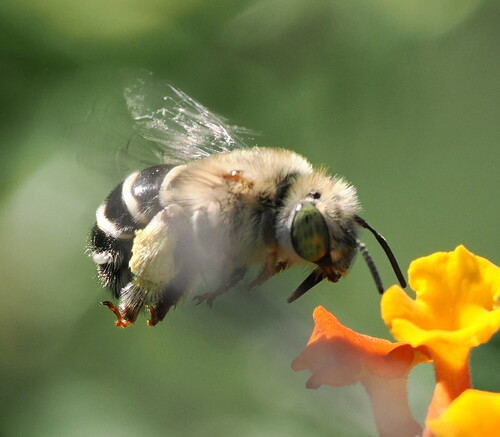 California Digger Bee