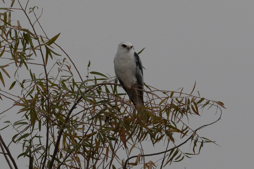 White-tailed Kite