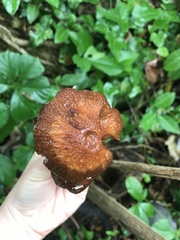 Psathyrella rugocephala