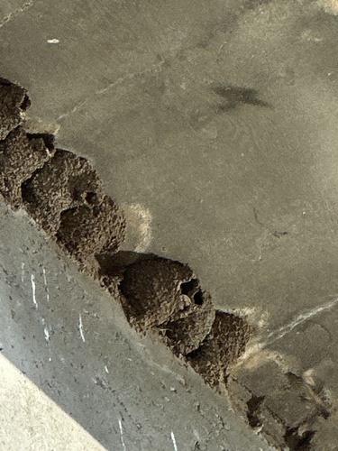 Cliff Swallow