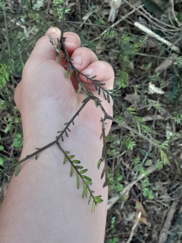 Prumnopitys taxifolia, 2026-10-25