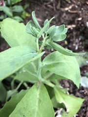 Aphis sedi