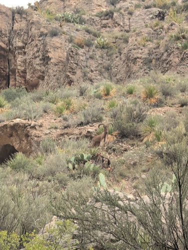 Bighorn Sheep