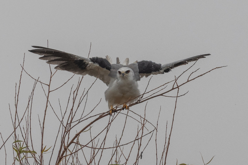White-tailed Kite