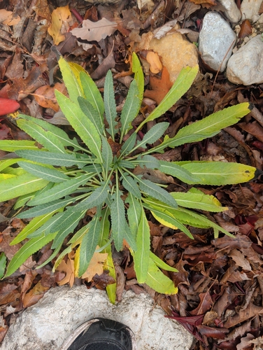 shortfruit evening primrose