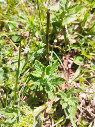 Heliotropium amplexicaule observed 2026-10-25