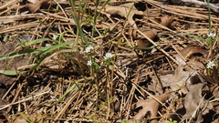 Claytonia parviflora viridis