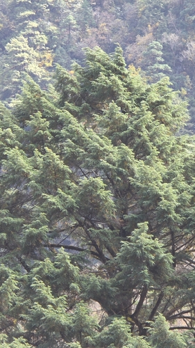 Tsuga dumosa observed 2026-10-21