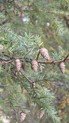 Tsuga dumosa observed 2026-10-21