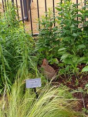 Sylvilagus floridanus