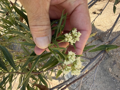 Baccharis salicifolia