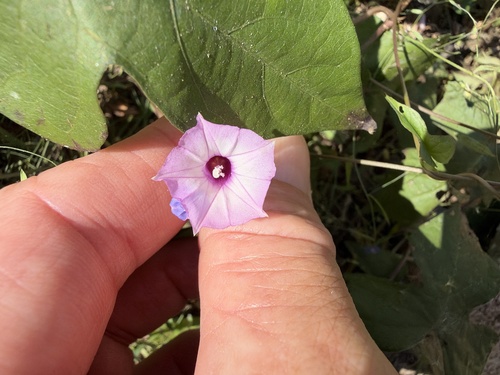Ipomoea triloba observed 2026-10-25
