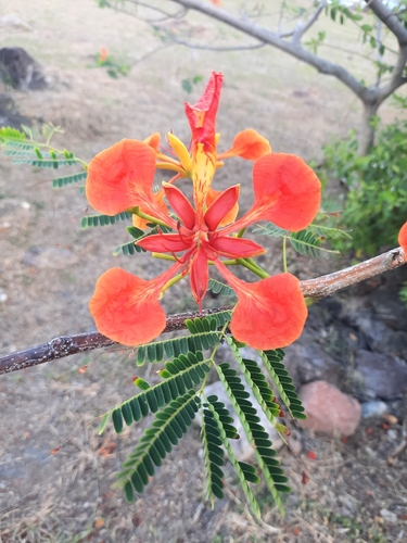 Delonix regia observed 2026-10-25
