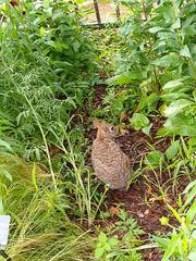 Sylvilagus floridanus
