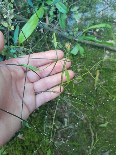 Rubus cissoides observed 2026-10-25