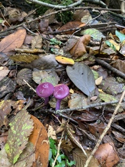 Cortinarius magellanicus