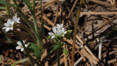 Claytonia parviflora viridis