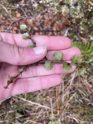 Nothofagus menziesii observed 2026-10-25